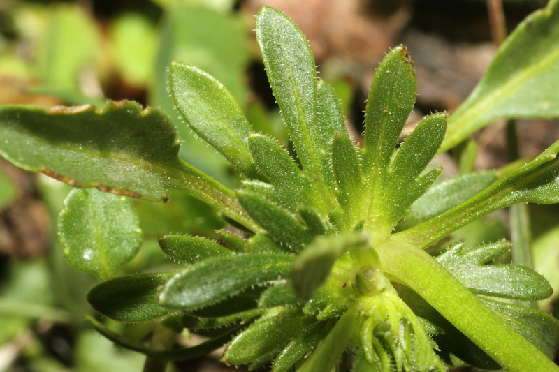 Viola calcarata subsp. villarsiana / Viola di Villars